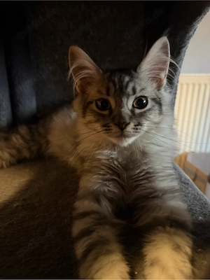 maine coon kitten suchen neues zuhause 