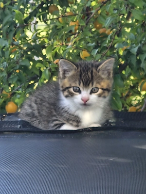 Katerchen "Timmy"