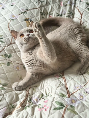 Bkh Katze kastriert mit stammbaum 