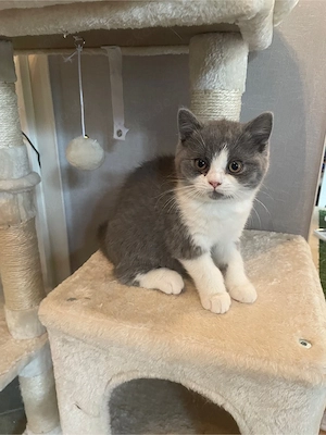 BKH Katze mit bernsteinfarbenen Augen und Stammbaum!