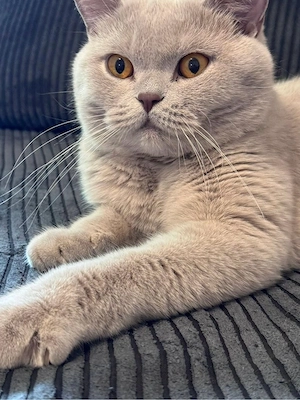 BKH katze kastriert mit stammbaum 