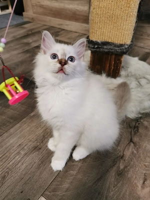 Reinrassige Heilige Birma Kitten