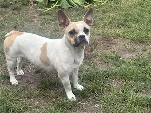 Französische Bulldogge chiuaua mix Weibchen 
