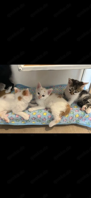 katzenbabys