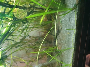 Neuwertiges 60 l - Aquarium mit Filter, Heizstab, Unterschrank