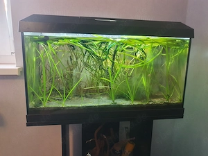 60 l - Aquarium mit komplettem Zubehör 