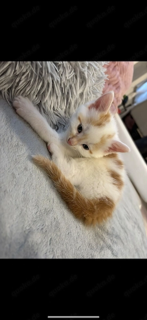 katzenbaby