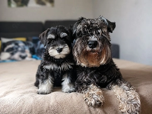 Zwergschnauzer-Welpen suchen ein liebevolles Zuhause Unsere wunderschönen