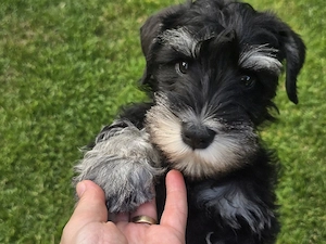 Zwergschnauzer-Welpen suchen ein liebevolles Zuhause Unsere wunderschönen