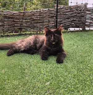 Maine Coon Kitte