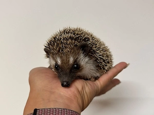weißbauch igel Bub Bild 2