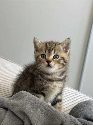 baby kitten 