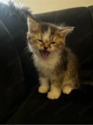 süßer BKH- mix kater 