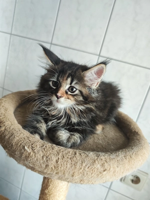 Maine Coon Kätzchen suchen neue Dosenöffner