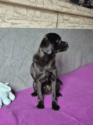 Mops Retromops Junghund Bild 4