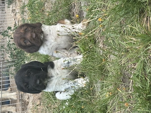 4 Traumhunde suchen ein Zuhause