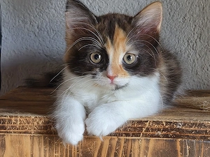 Maine-coon  Perser Mix