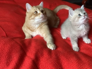 Goldene kleine Kater im BKH-Typ   sanfter Blick, warme Farbe, besondere Nähe.