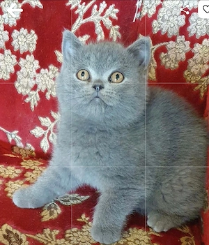 BKH Britisch Kurzhaar Kitten mit Zubehör 