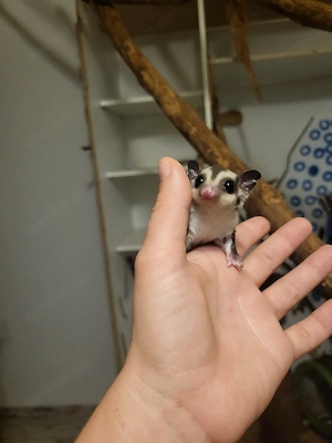 Flughörnchen 