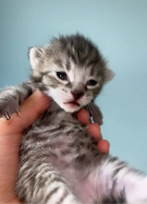 getigerte kitten abzugeben