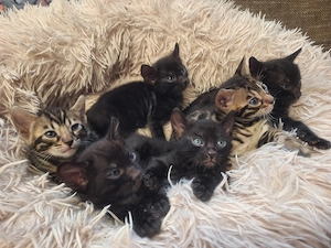 Atemberaubende Bengal Kitten aus seriöse Zucht mit Stammbaum und Gesundheitszeugnis 