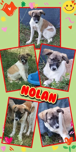 menschenbezogener, sehr lieber, fröhlicher Welpenjunge "Nolan" sucht ein Zuhause 