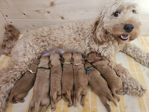 Cockapoo   Cocker Spaniel 