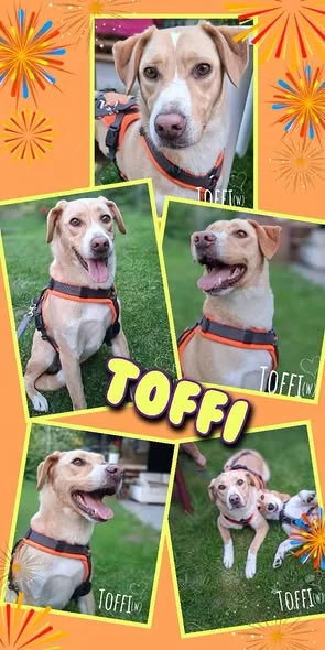 sanfte, sehr liebe, katzenverträgliche, unkomplizierte Hündin "Toffi" sucht ein Zuhause