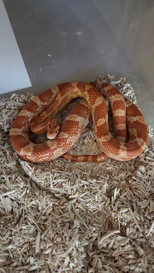 Kornnatter (Pantherophis guttatus) 