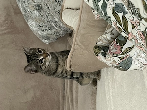 Süsse Kitten 12 Wochen alt 