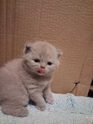 BKH-Kitten 