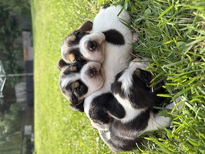 Beaglewelpen suchen tolles Zuhause 