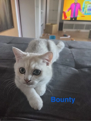 BKH Kater sucht ein neues liebesvolles Zuhause