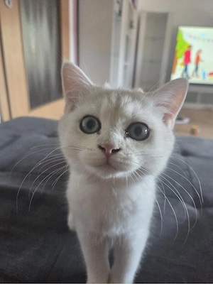 BKH Kater sucht ein neues liebesvolles Zuhause