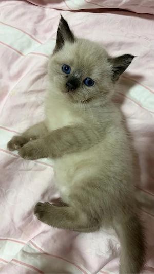Zwei süße Kitten suchen ein liebevolles Zuhause   