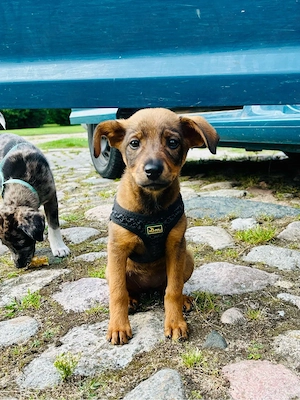Liebevolles Hunde-Mädchen sucht ein schönes Zuhause