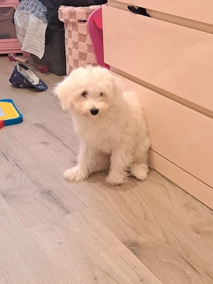 sehr süß bichon frise