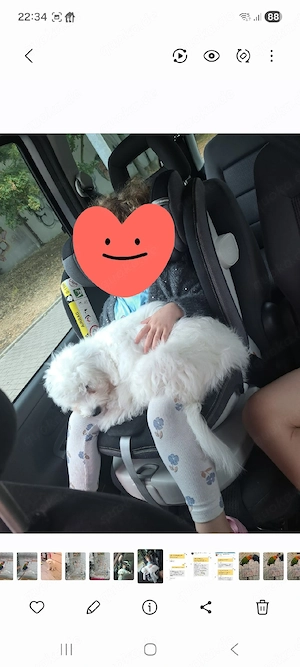 sehr süß bichon frise