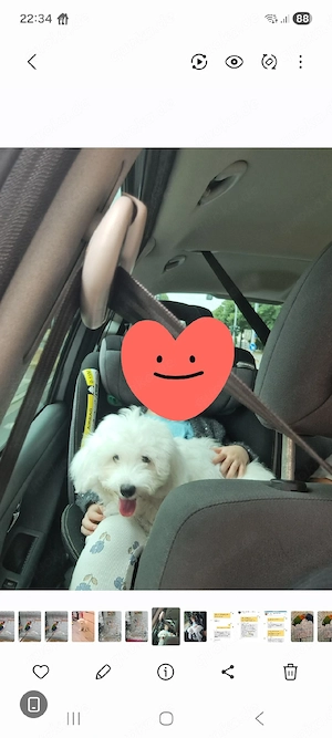 sehr süß bichon frise