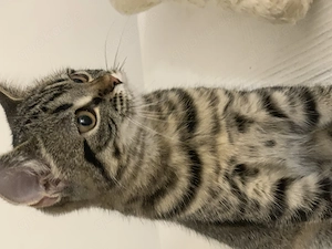Britisch Kurzhaar BKH Mix Kitten Katzenbabys Katze Kater 