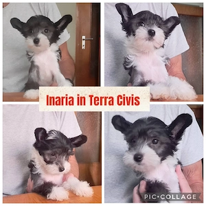 Chinese Crested Dog Powderpuff Welpen aus liebevoller Familienzucht ( FCI   VDH   CER Zucht ) 