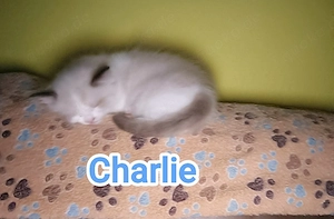 Ragdoll Kitten in seltenen Farbvarianten 