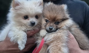 pomeranian 