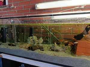 Aquarium-Komplettverkauf   Sofort betriebsbereit!