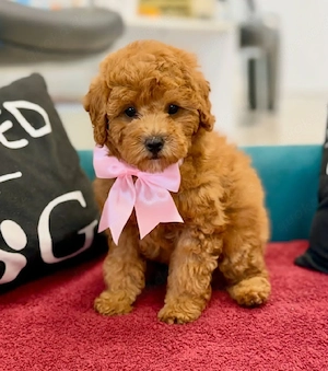 Toy Pudel Hunde***