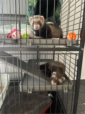 Zwei 10 wochen alte Frettchen (Weibchen und Männchen)
