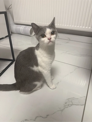 bkh katze 