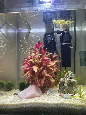 Aquarium 30 Liter mit Unterschrank,Filter, Lampe Heizstab,Fische und Garnelen Bild 2