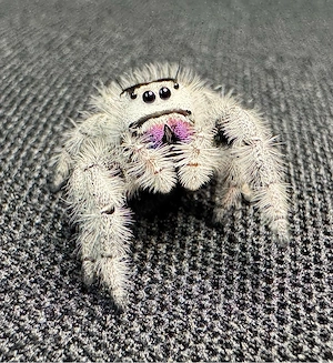 Phidippus regius  Bahamas  (White) Springspinnen Nachzuchten